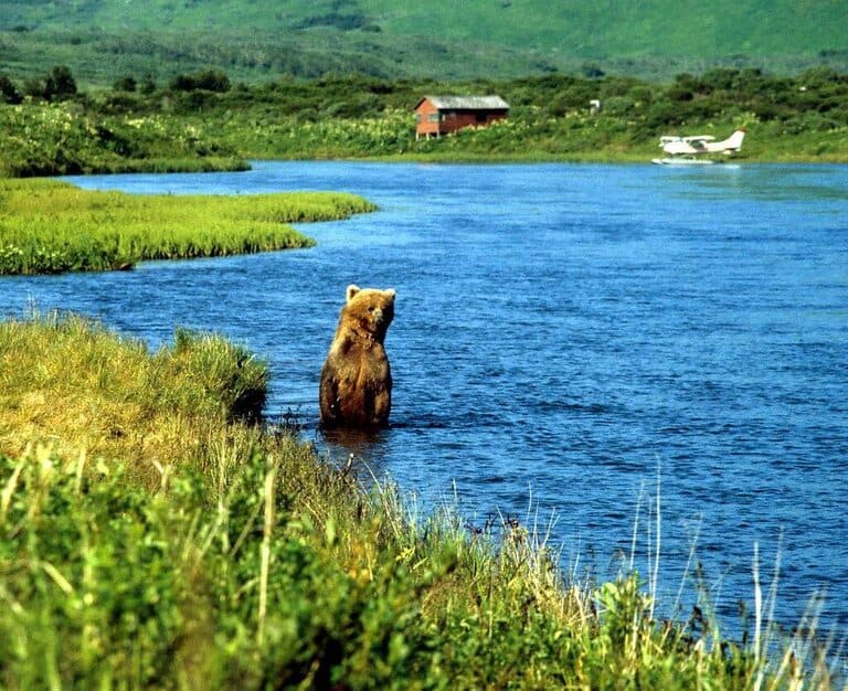 kodiak grizzly in water