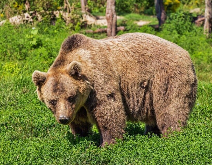 Alaska Brown Bear