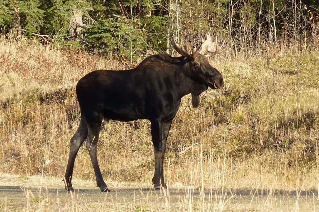 decent sized moose